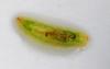 Melanostoma sp.